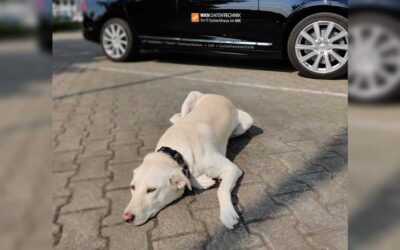 Weltbürohundetag auch bei WKN Datentechnik